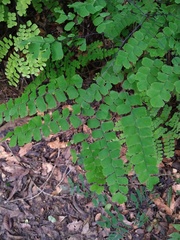 Adiantum amplum