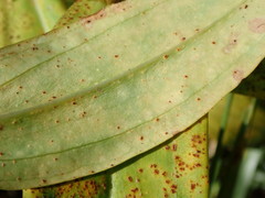 Puccinia gentianae