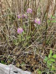 Polygala brevifolia