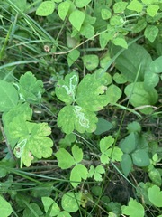 Phytomyza minuscula group