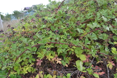 Rubus