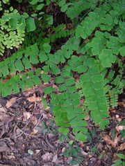 Adiantum amplum