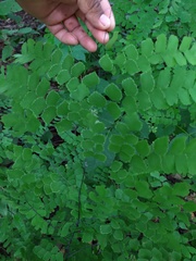 Adiantum amplum