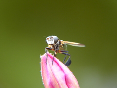 Galactomyia