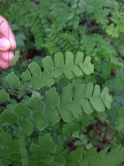 Adiantum amplum