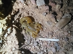 Paravaejovis spinigerus