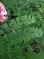 Adiantum amplum