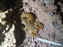 Paravaejovis spinigerus