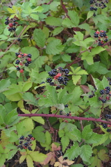 Rubus