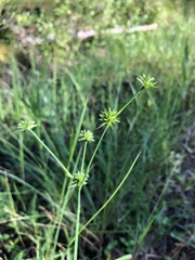 Juncus polycephalus