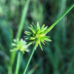 Juncus polycephalus