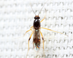 Clinohelea bimaculata