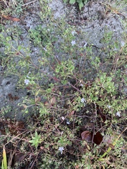 Trichostema nesophilum