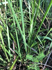 Juncus polycephalus