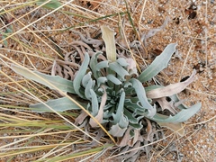Matthiola sinuata