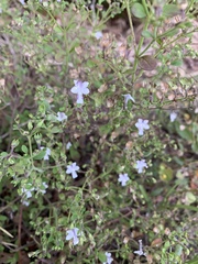 Trichostema nesophilum