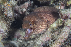 Gymnothorax zonipectis