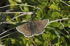 Pyrgus cacaliae