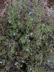 Trichostema nesophilum