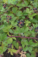 Rubus