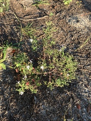 Trichostema nesophilum