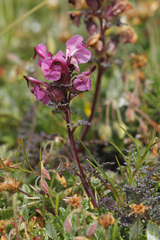 Pedicularis rostratocapitata