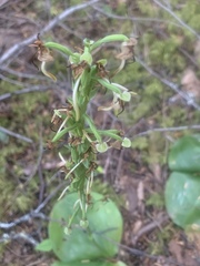 Platanthera orbiculata