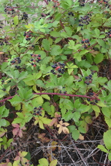 Rubus