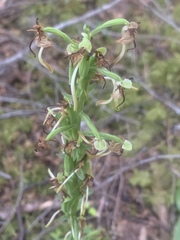 Platanthera orbiculata
