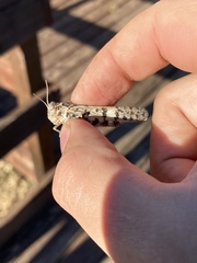 Dissosteira spurcata