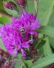 Epeolus bifasciatus