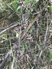 Verbascum galilaeum