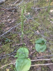 Platanthera orbiculata