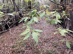 Ilex amelanchier