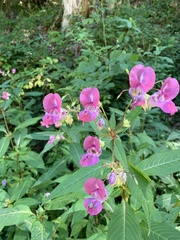 Impatiens glandulifera