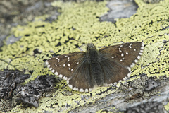 Pyrgus cacaliae