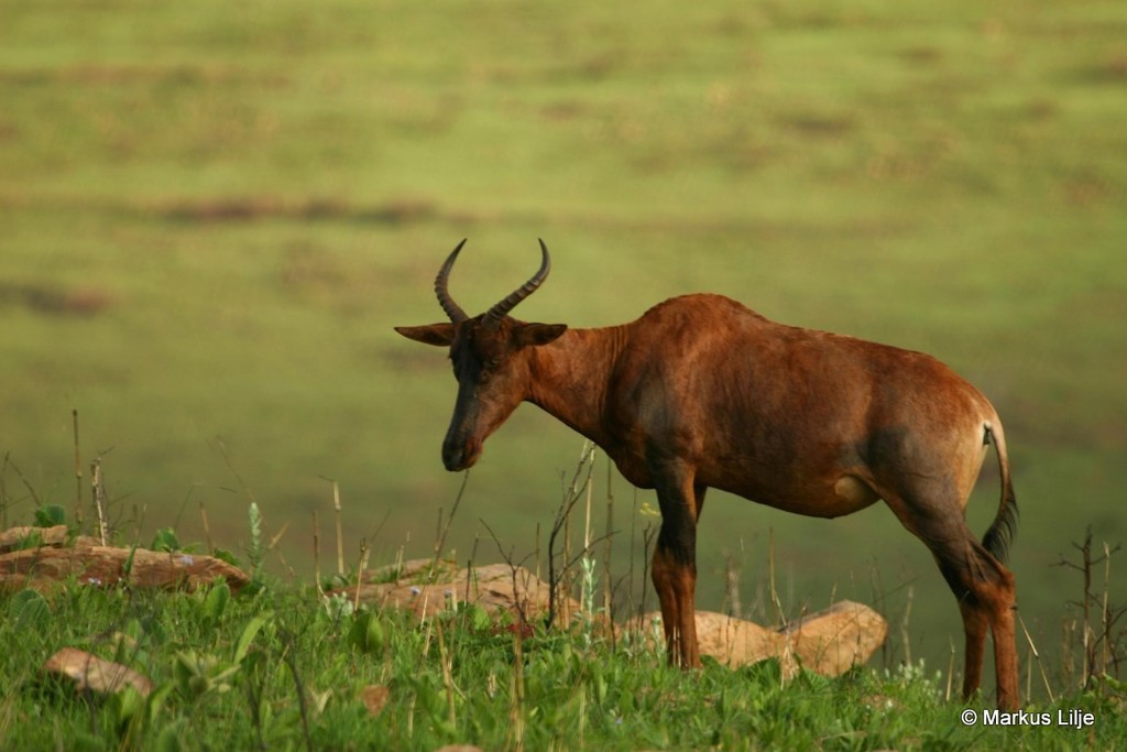 Tsessebe in November 2005 by markus lilje · iNaturalist