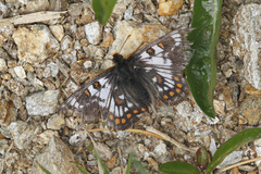 Euphydryas cynthia
