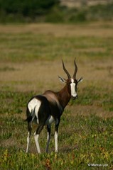 Damaliscus pygargus pygargus