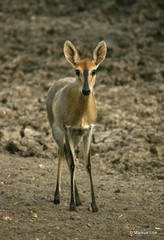Sylvicapra grimmia caffra