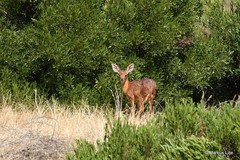 Raphicerus melanotis