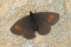 Erebia eriphyle