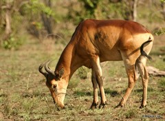 Alcelaphus buselaphus lichtensteinii