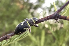 Naupactus fatuus