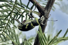 Naupactus fatuus