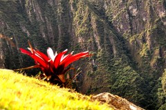 Tillandsia machupicchuensis