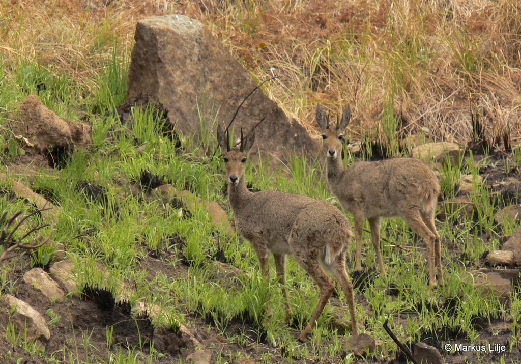 Pelea capreolus, Giants Castle Game Reserve, South Africa, by markuslilje
