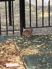 Sylvilagus floridanus