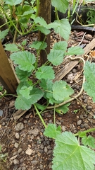 Fuertesimalva limensis