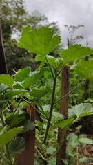 Fuertesimalva limensis